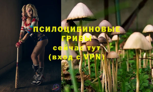 ПСИЛОЦИБИНОВЫЕ ГРИБЫ Гусиноозёрск